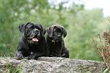 CANE CORSO 1142